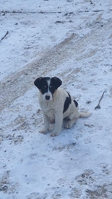 Akita Amerykańska Oddam szczeniaki