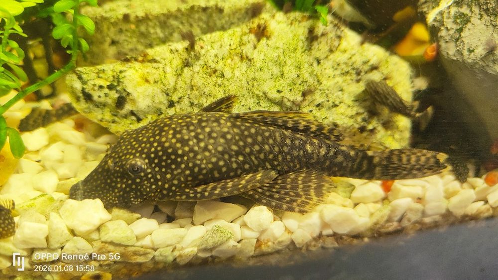 Glonojady, zbrojniki 5 sztuk rozmiar około 3 cm