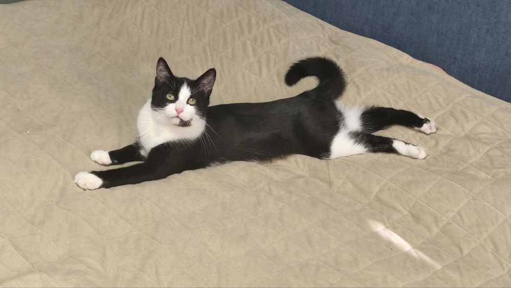 Котик в добрі руки
