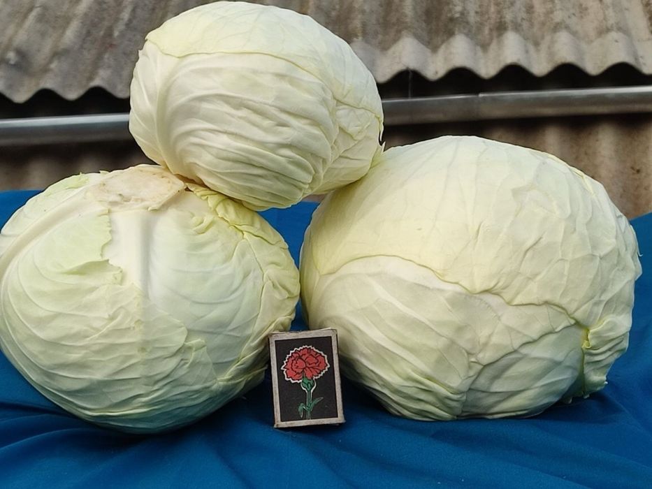 Капуста «Центуріон»