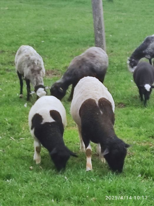 Продам вівці.Крос дорпера та романівської