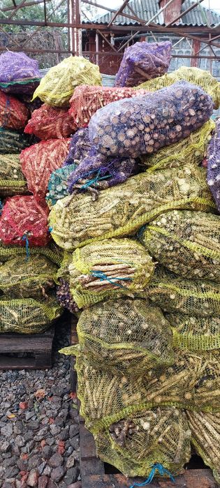 Продам корінь хріну