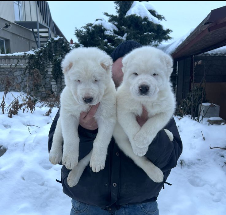 Продам цуценят Сао Алабая