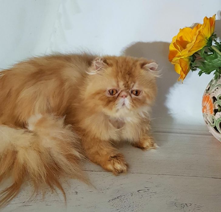 Персидский котик