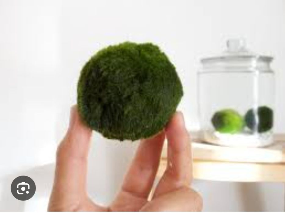 Маримо мох домашний питомец подарок