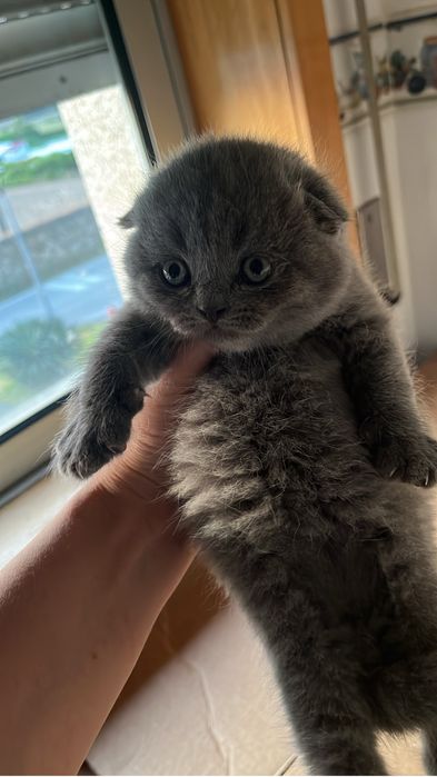 Scottish fold com alta qualidade de raça