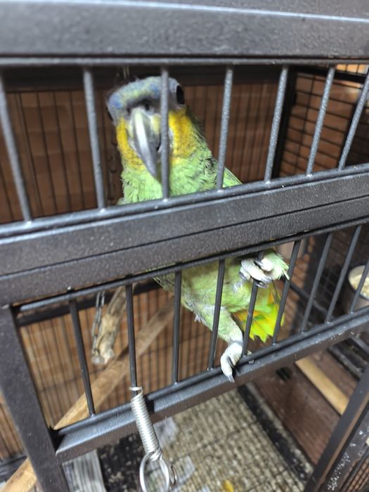 Amazona amazonicos 2025