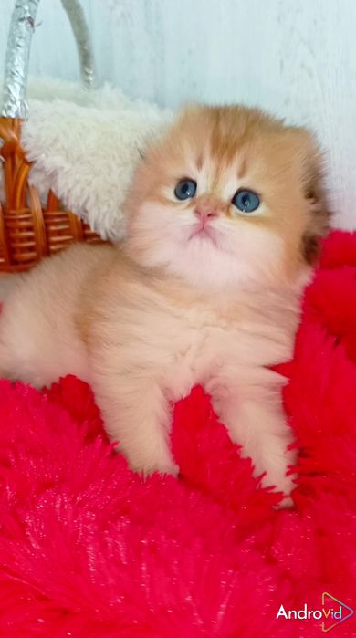 Шикарный вислоухий котик золотая шиншилла Хайленд