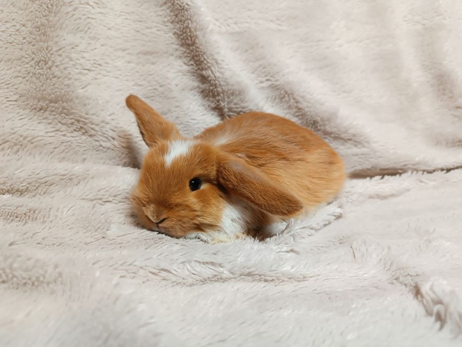 Króliki karzełki baranki miniaturki królik karzełek baranek