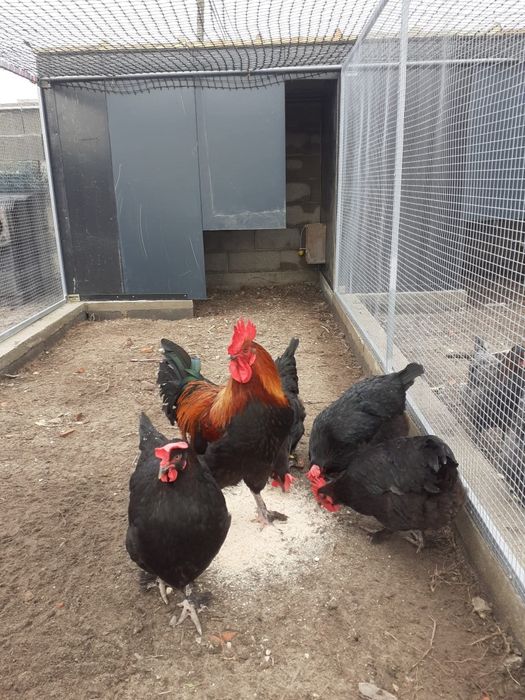 Ovos férteis para incubação