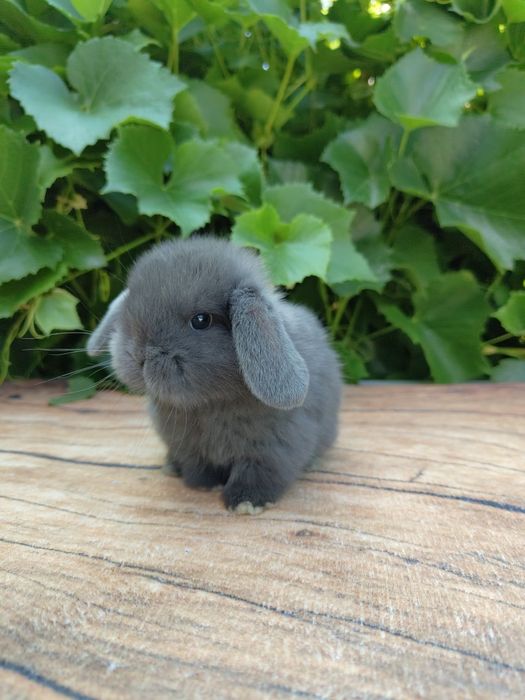 Urocze Króliczki Mini Lop. Maluszki do rezerwacji.