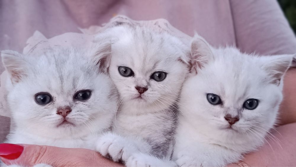 Мармурові шотландські кошенята.