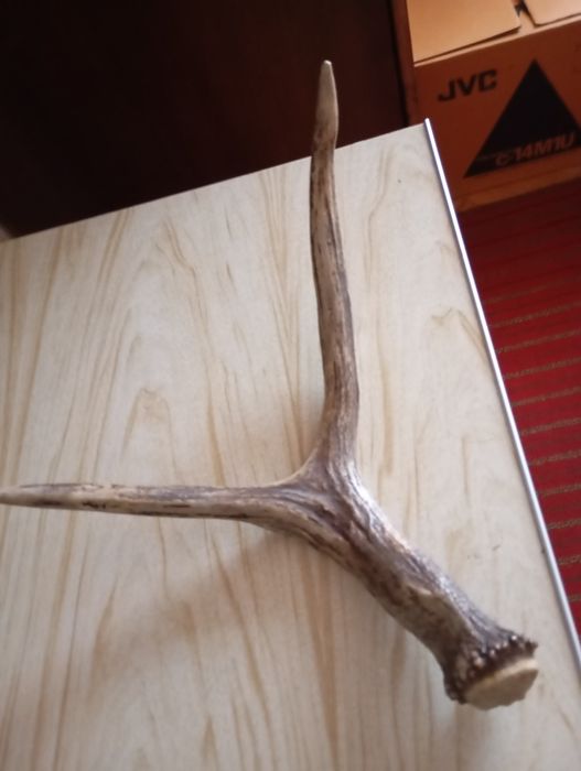 Рог оленя натуральний