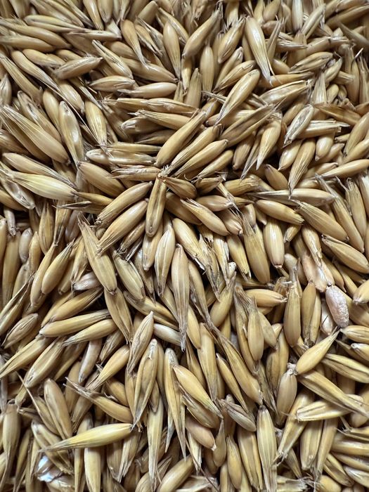 Pszenica jara, owies, łubin bialy słodki i gorzki