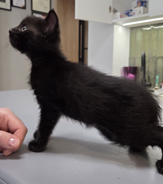 Kociaki do adopcji
