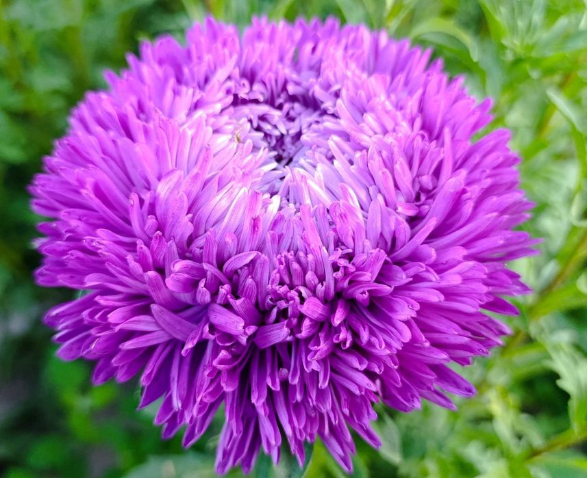 Пропоную своє домашнє насіння -  Айстра махрова