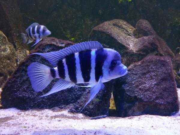 Pyszczak hełmiasty (Cyphotilapia frontosa). Cetarius