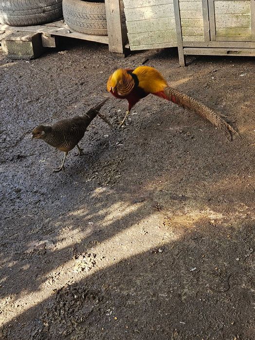 Faisão, gigi, lady,dourado