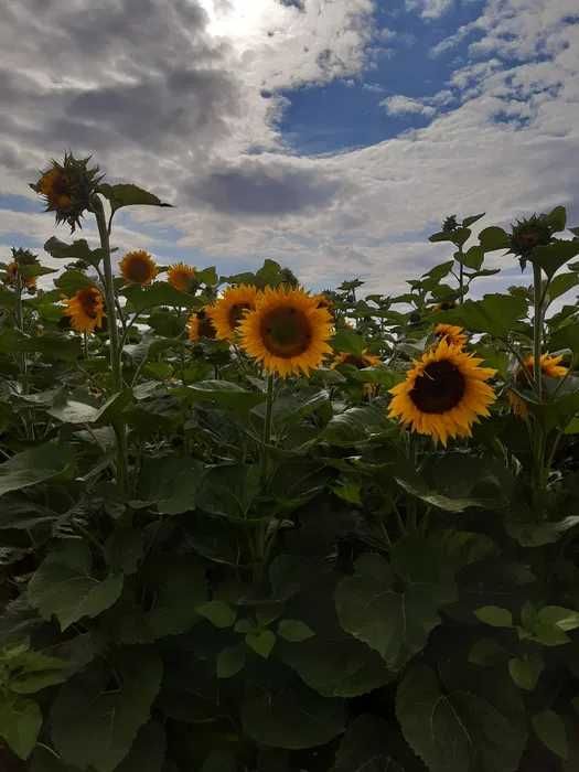 Nasiona słonecznika ozdobnego na kwiaty