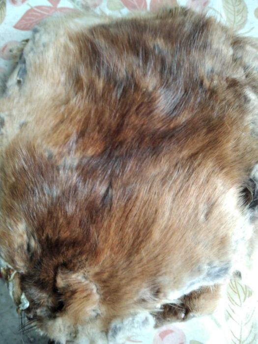 шкурки ондатри вичинені