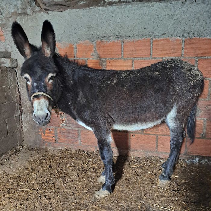 Burro  com 6 anos