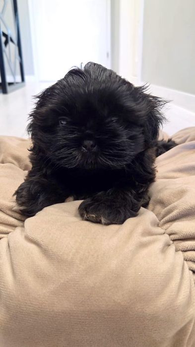Shih tzu czarny piesek