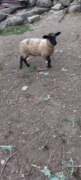 Vendo borregas cruzada de Suffolk 
Trigésima 
Com 3 meses 

Contacte via telefónica. Obrigado