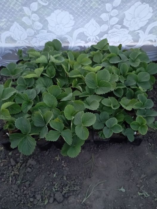 Саджанці полуниці в стаканах сорти мікс