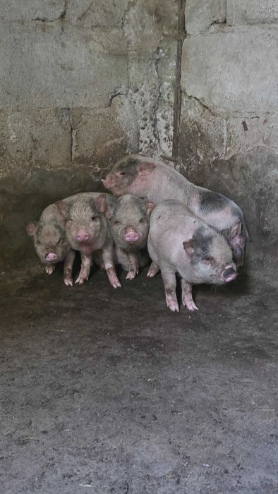 Leitões bebés para venda