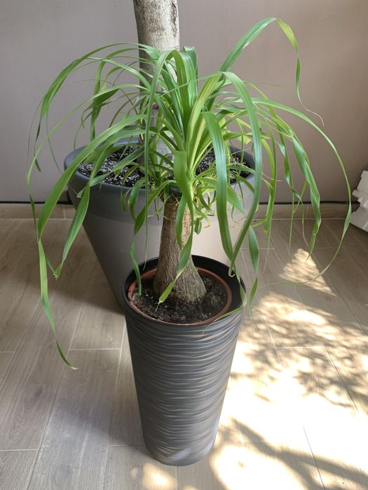 Ноліна вис 1, 30 на подарок