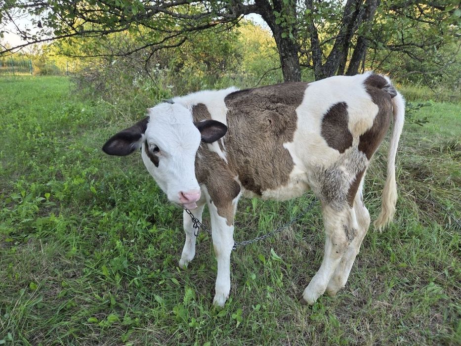 Продам телицю 4 місяці