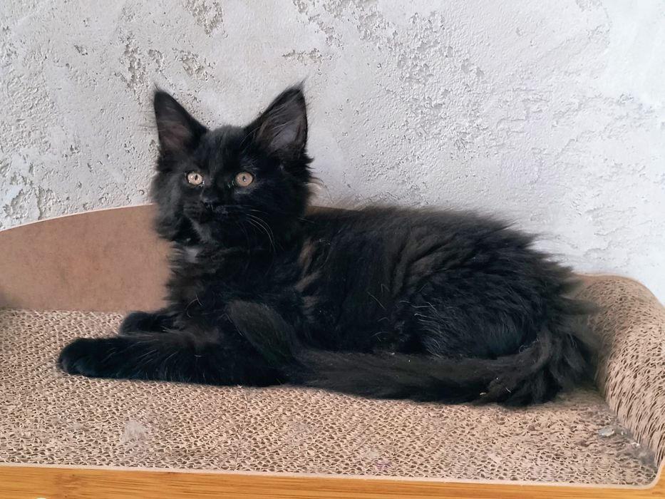 Śliczna czarna kotka Maine Coon – z rodowodem, sterylizacja (na kolanka)