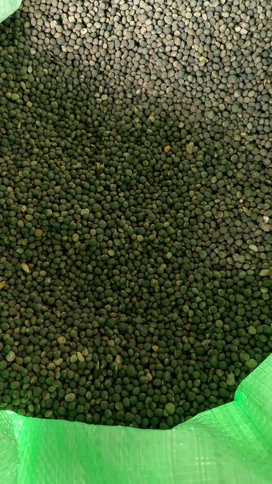 Wyka ekologiczna zbiór 2025