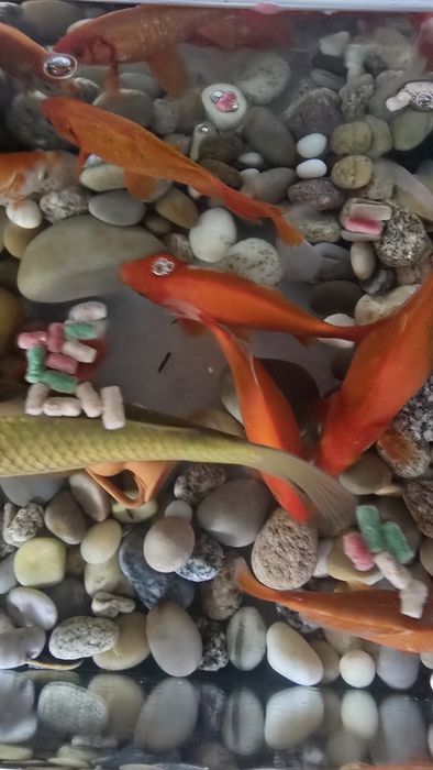 Peixes Vermelhos e brancos