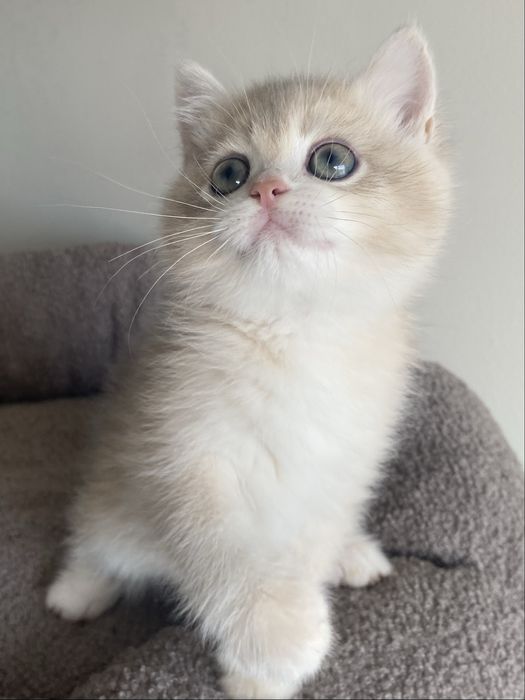 British shorthair