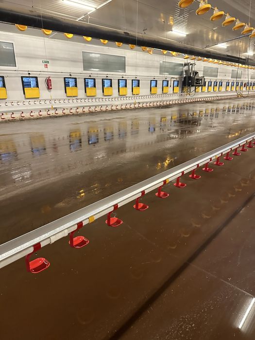 Mycie kurników i pomieszczeń gospodarczych,dachy