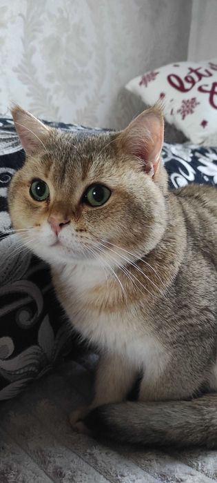В'язка кота британська золота шиншила