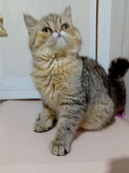 Kotka egzotyczna krótkowłosy Pers