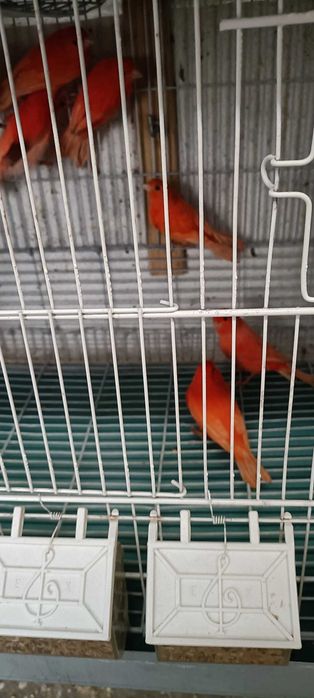 Canários de cor, vermelhos, amarelos, mosaicos e arlequins