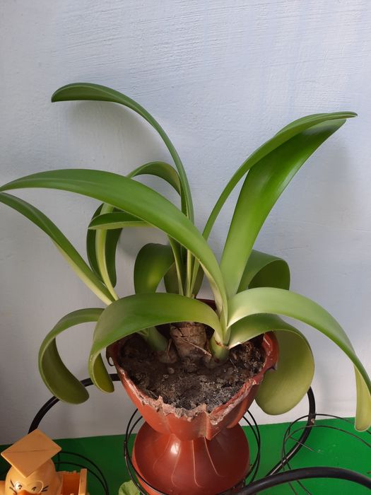 Кімнатна рослина Гемантус