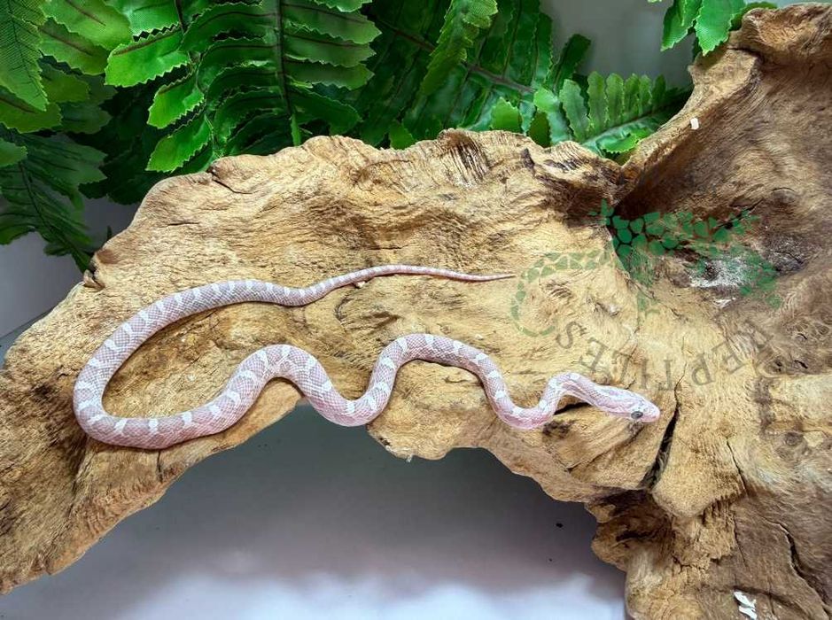 Wąż zbożowy węże zbożowe Janów Lubelski