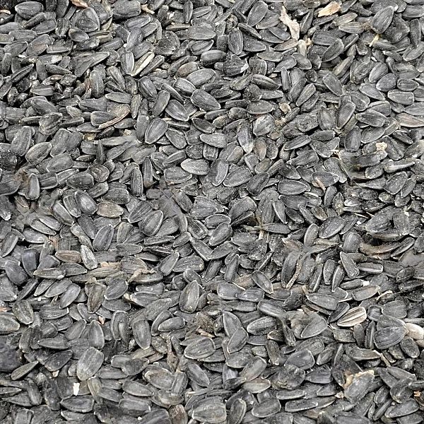 14kg Słonecznik czarny nie łuskany ziarno na zimę karmnik dla ptaków C