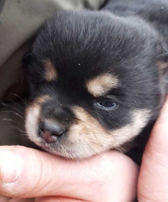 Собаченя в добрі руки