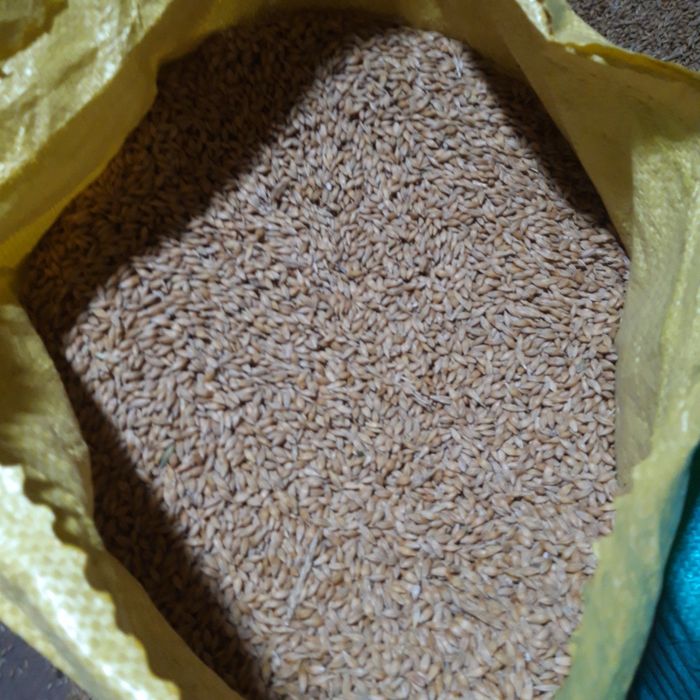 Pszenica ozima  jęczmień jary 2025r