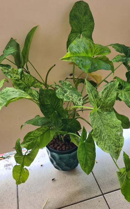 syngonium mojito mnóstwo sadzonek