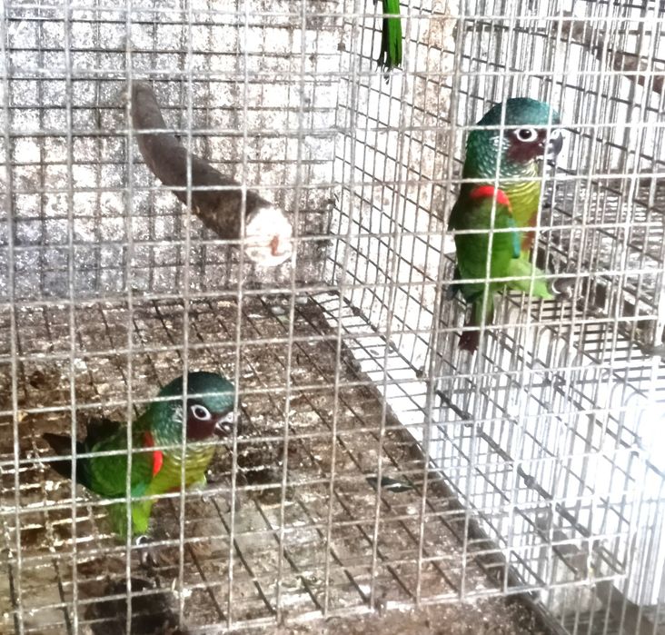 Psitacideos diversos
