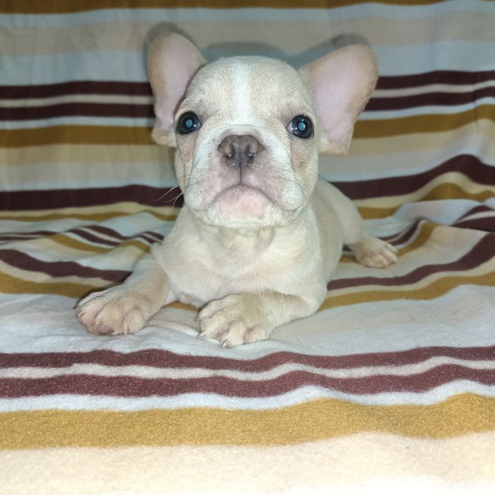 Французские милахи