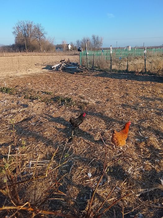 Kogut z 2025r ozdobny