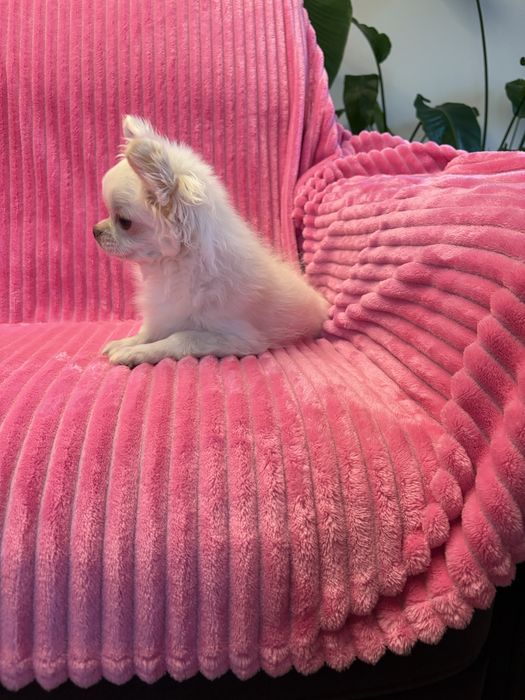 Chihuahua przepiękny 6 miesięczny chłopak