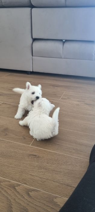 West Highland White Terrier- szczeniak